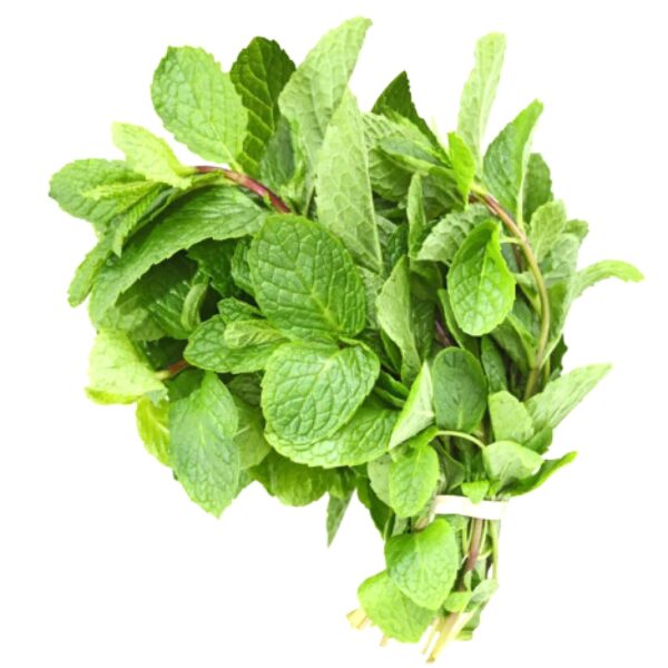 MINT LEAF / POTHINA